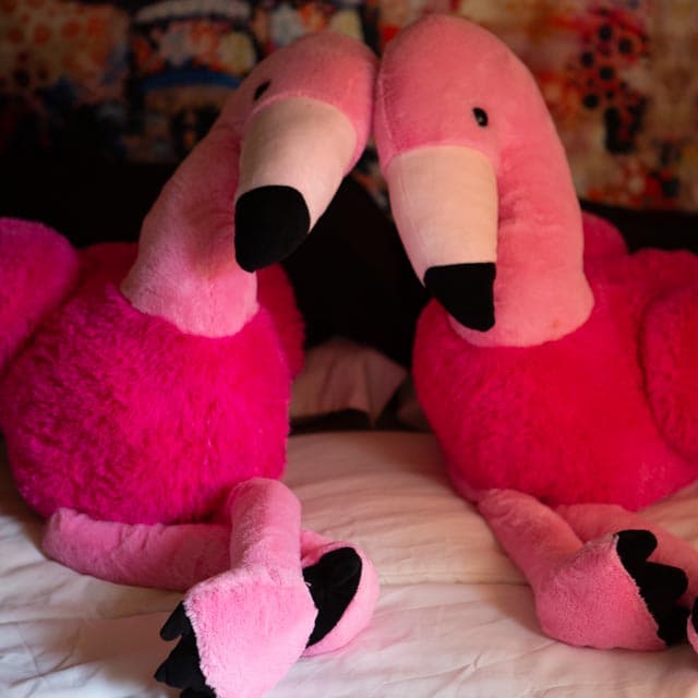 Ringo The Flamingo profile picture